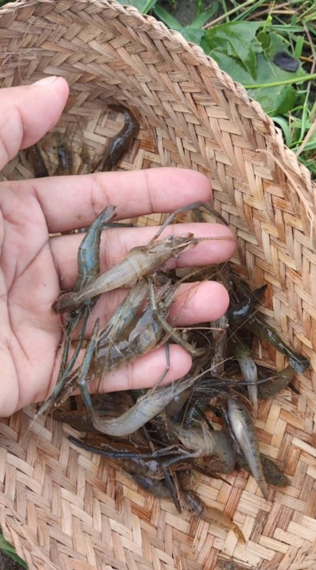 DIY prawn trap made using plastic bottles