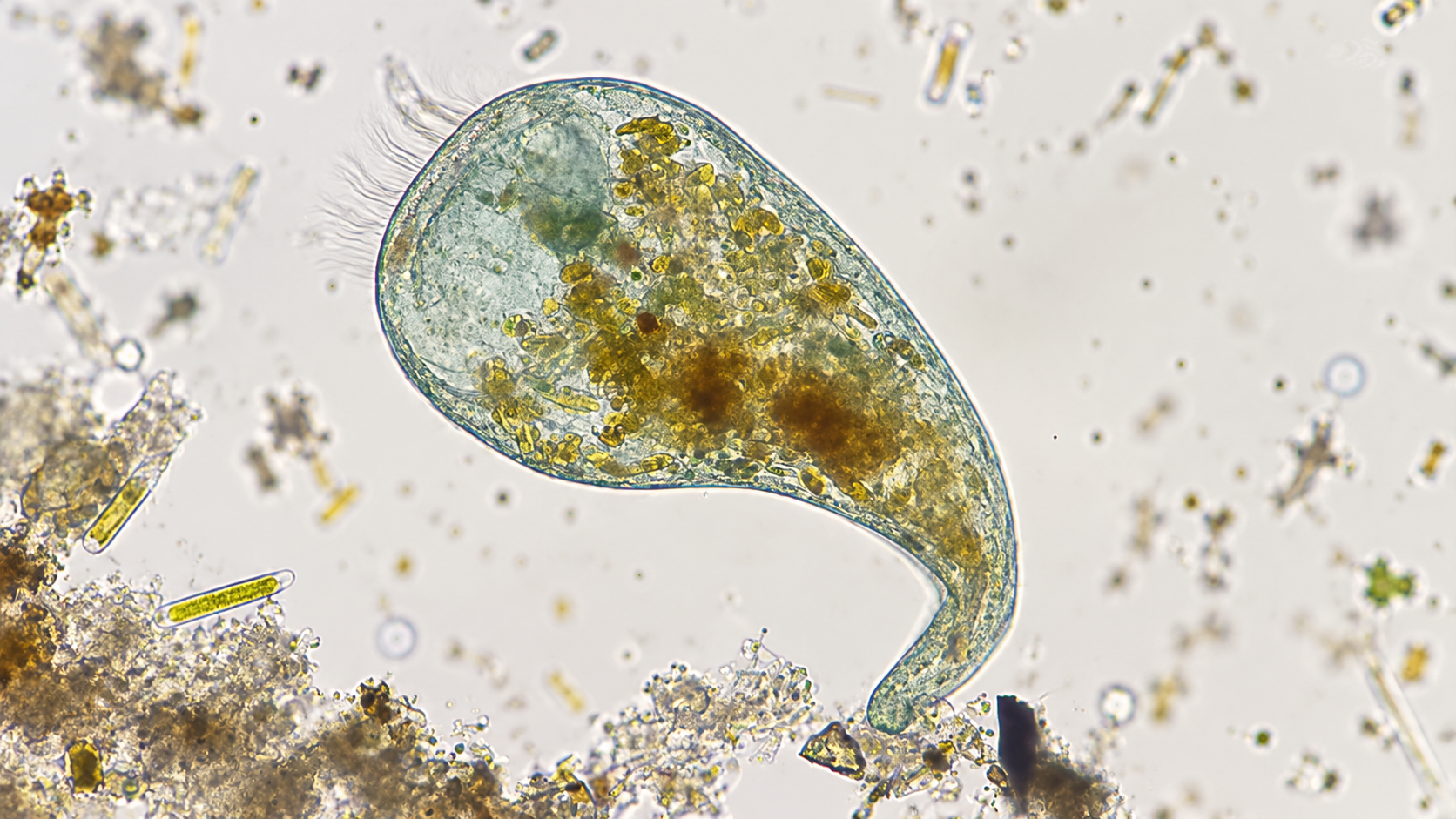 Microscopic wonders uncover surprising details hidden from view