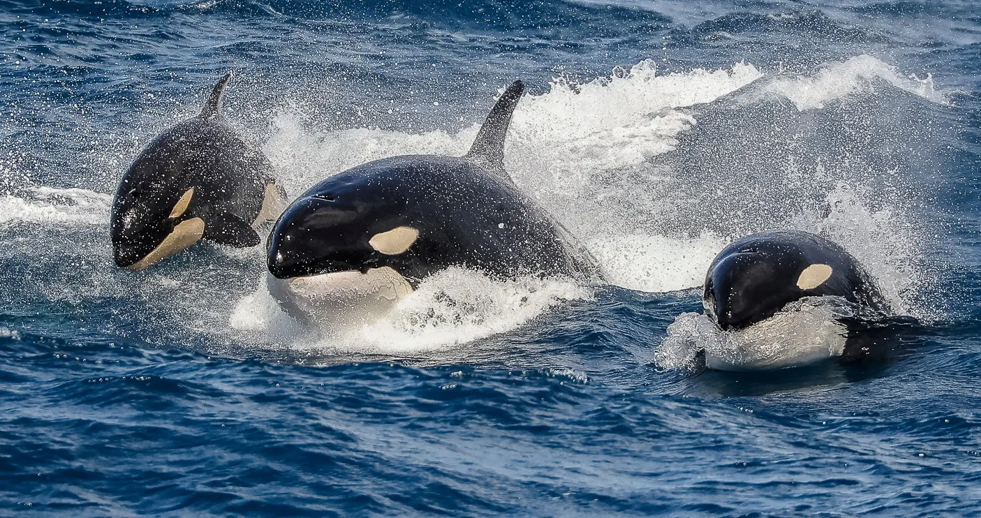 Incredible rare footage shows a pod of orcas and sperm whales in a ...