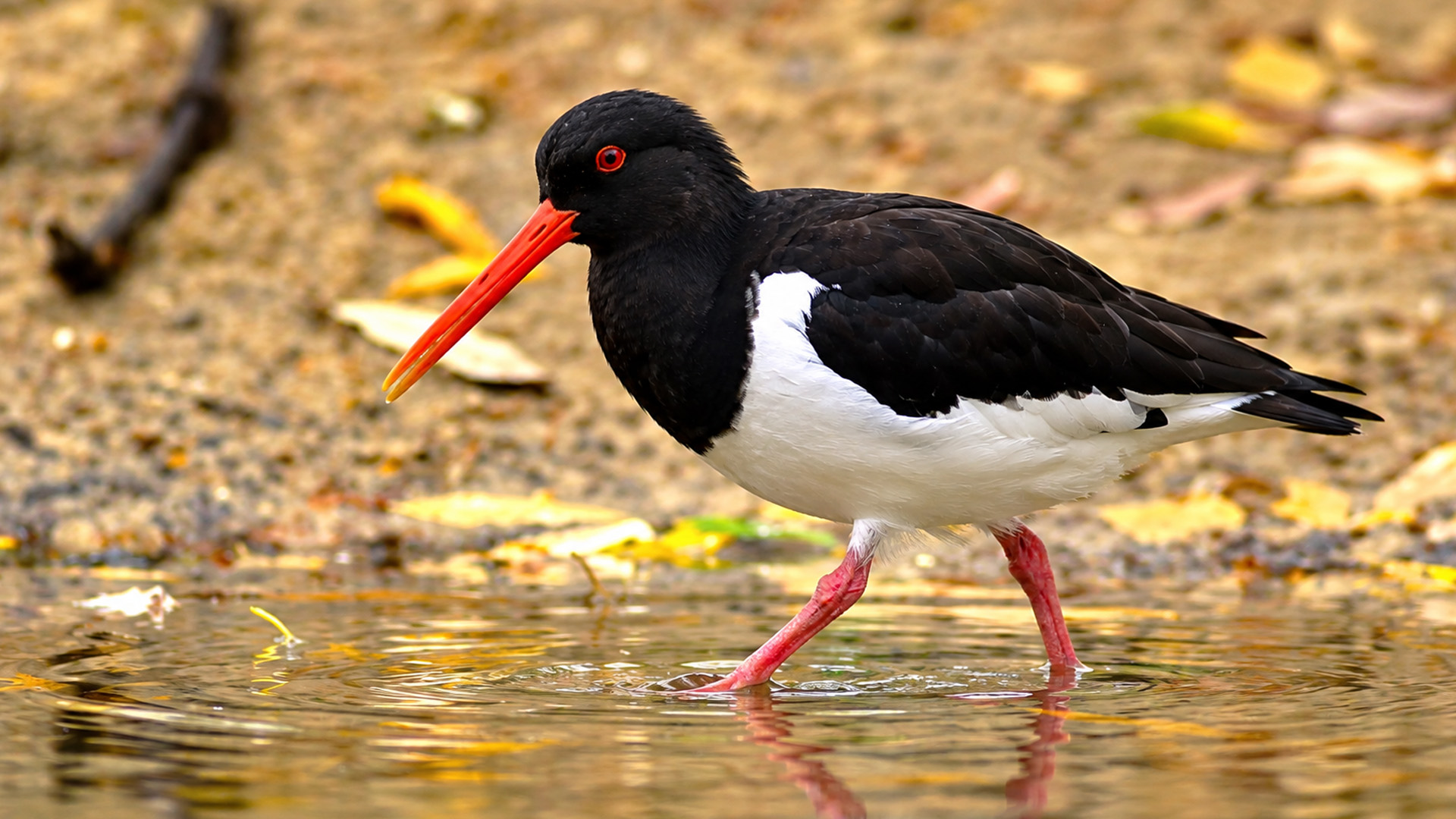 Câmera escondida capta um ostraceiro caminhando em água rasa na margem