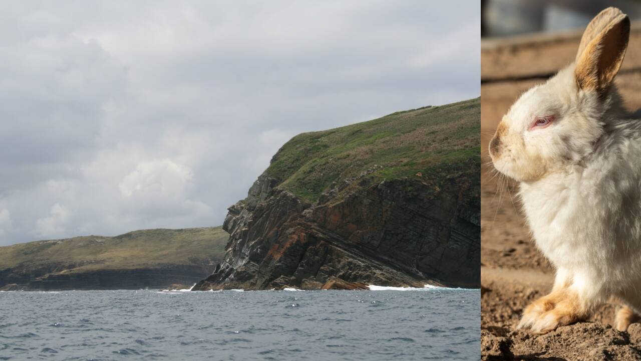 Rats, rabbits and seabirds: Pest purge aids burrow-nesters; shearwater ...