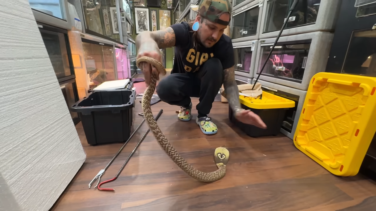 Shipping venomous snakes on a plane is complicated - but this cobra ...