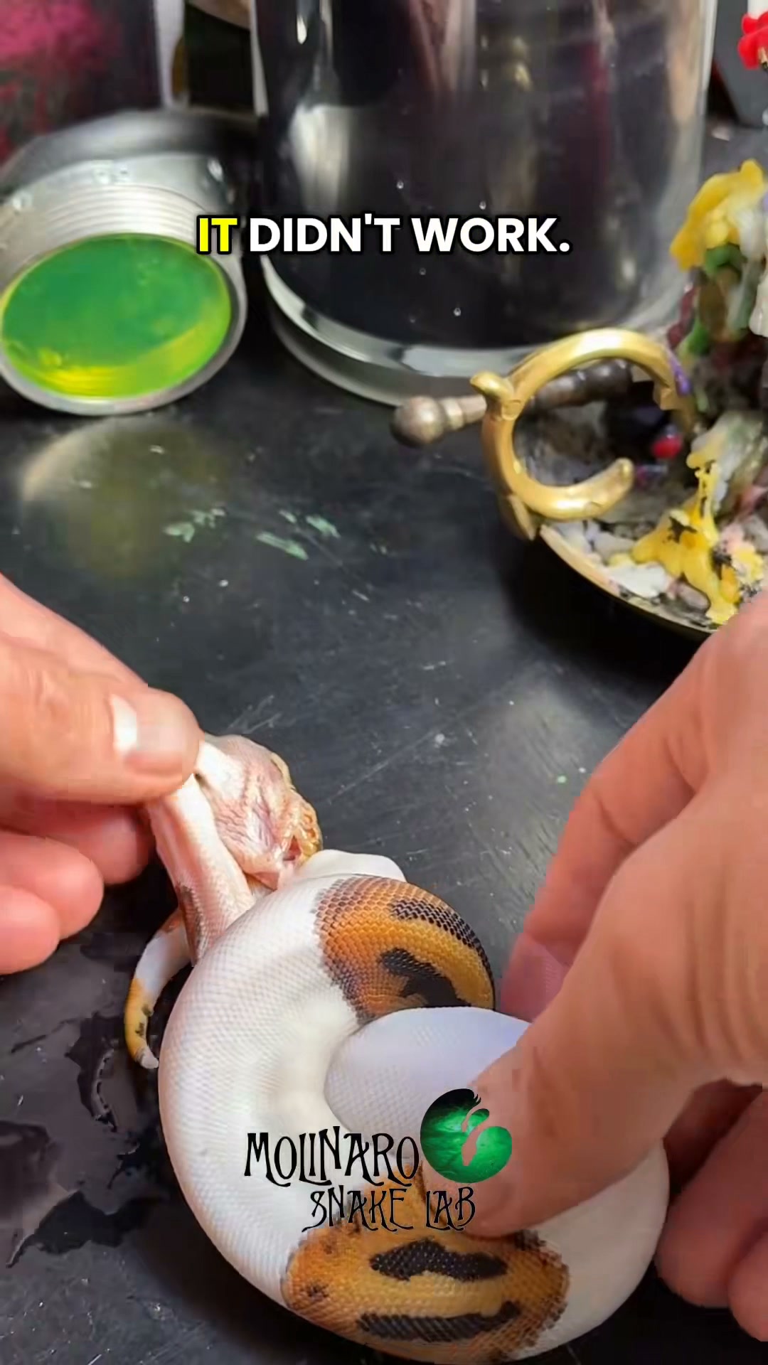 This snake wasn't letting go!