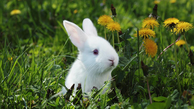 Watch this adorable baby bunny's ears bounce in a viral TikTok video