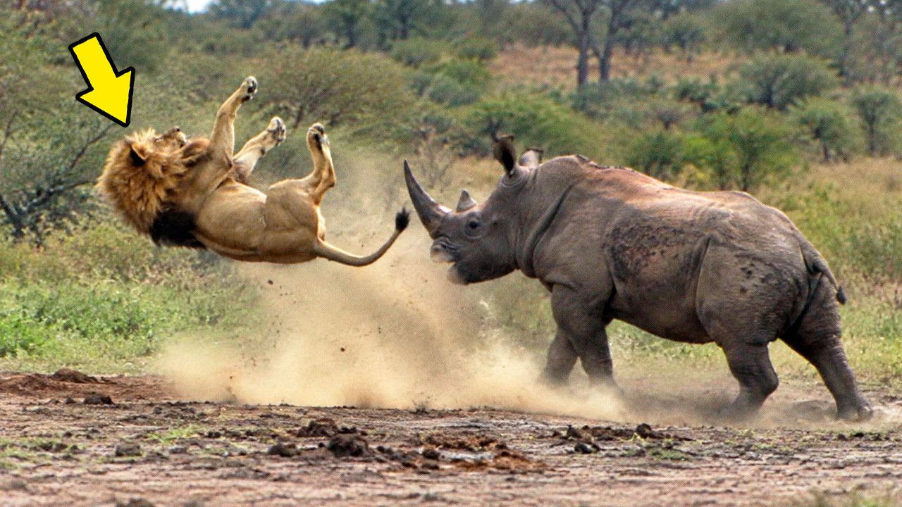 Watch what happens when animals get too close to a rhino