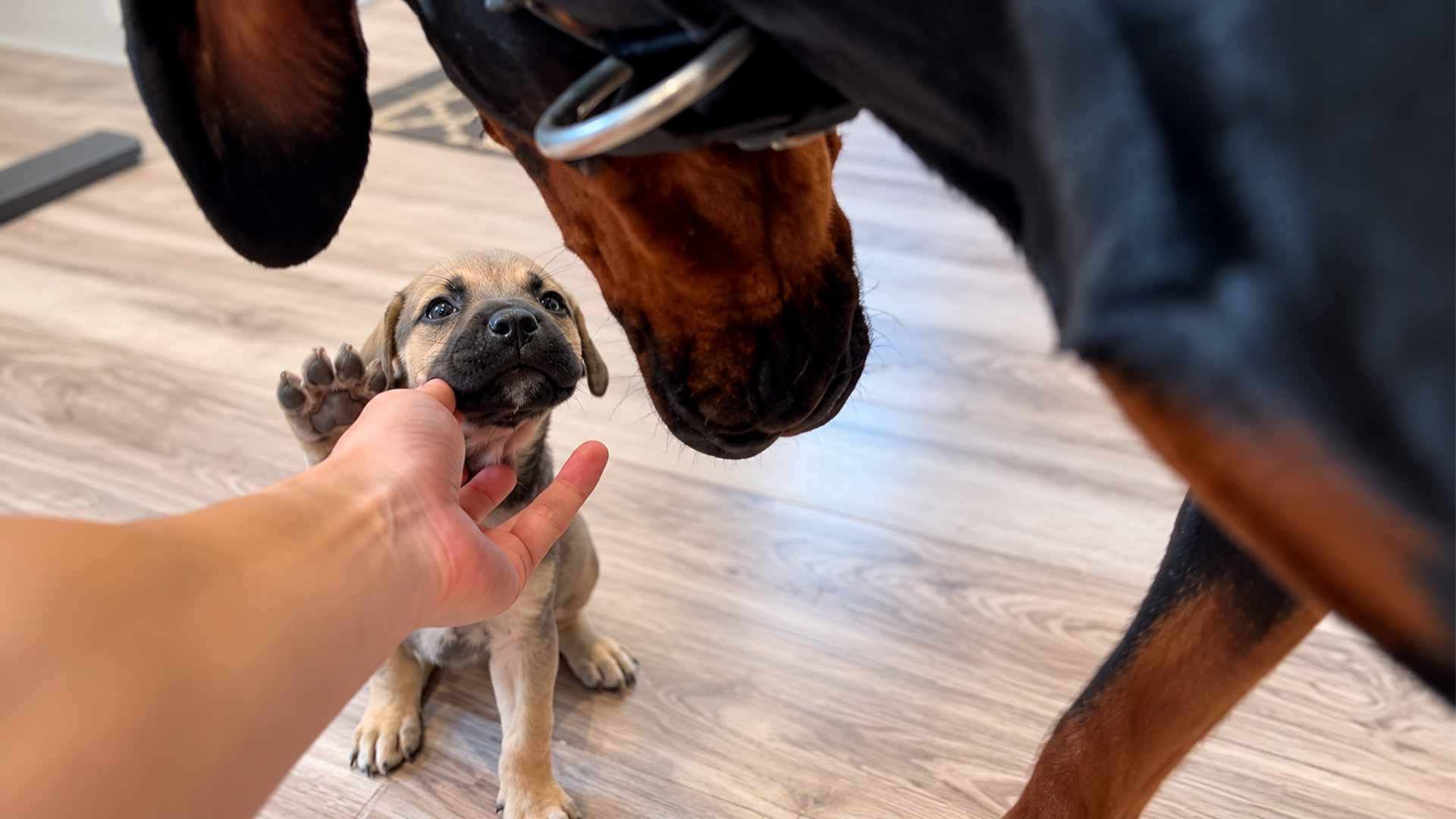 Golden retriever helps tiny rescue puppies feel safe