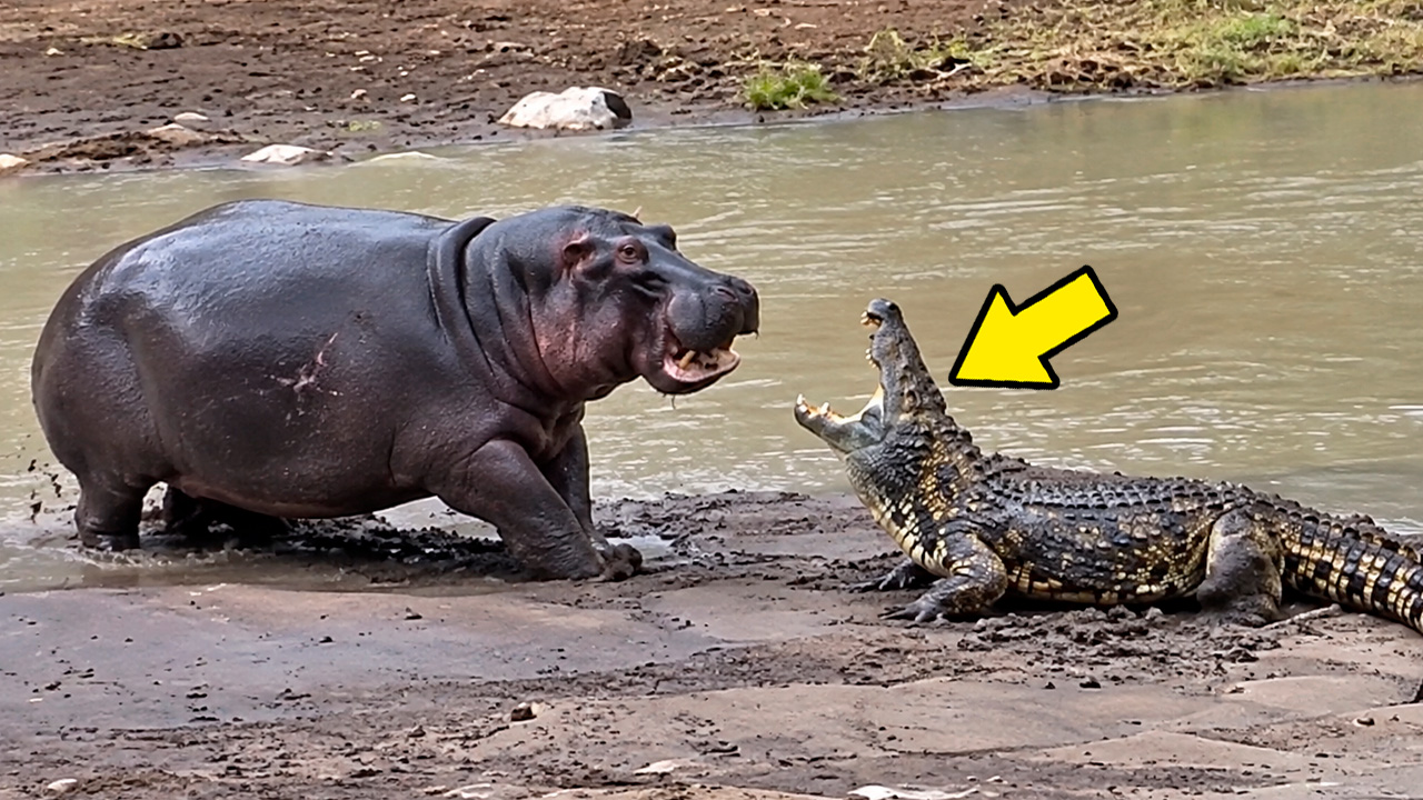 Crocodile picked a fight with the wrong hippo