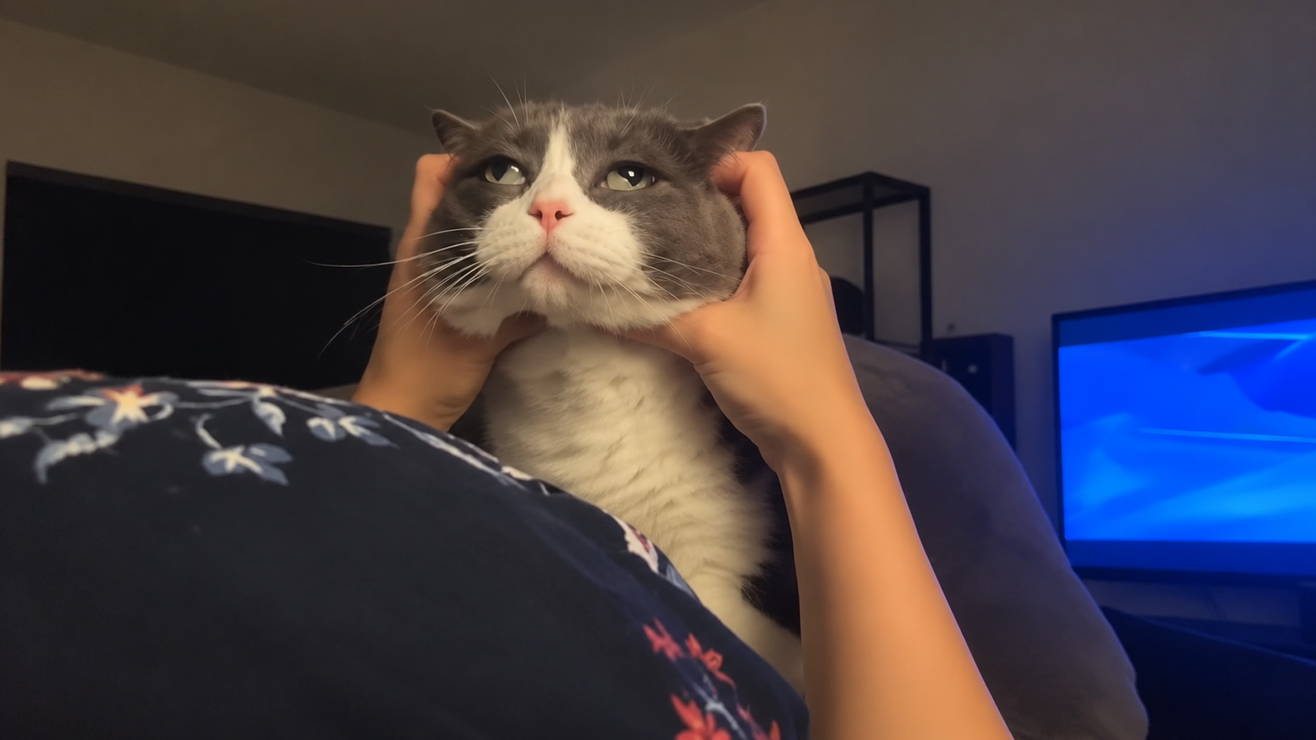 Gray cat endures a face squish with maximum patience