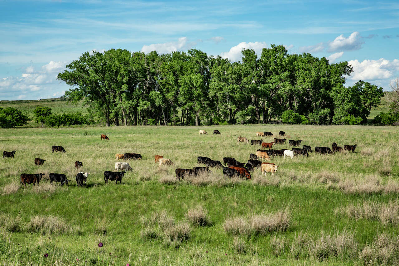 Historic 80,000-acre Texas ranch emerges from devastating fire with ...
