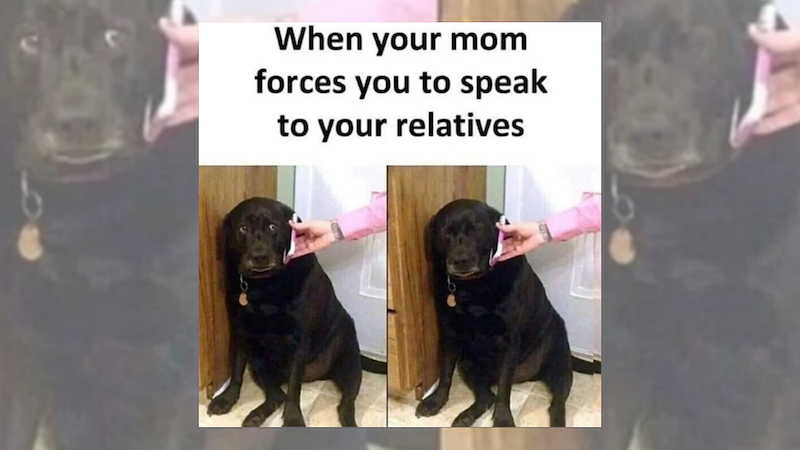 Funny animal memes for a cute and lighthearted moment after a long day ...
