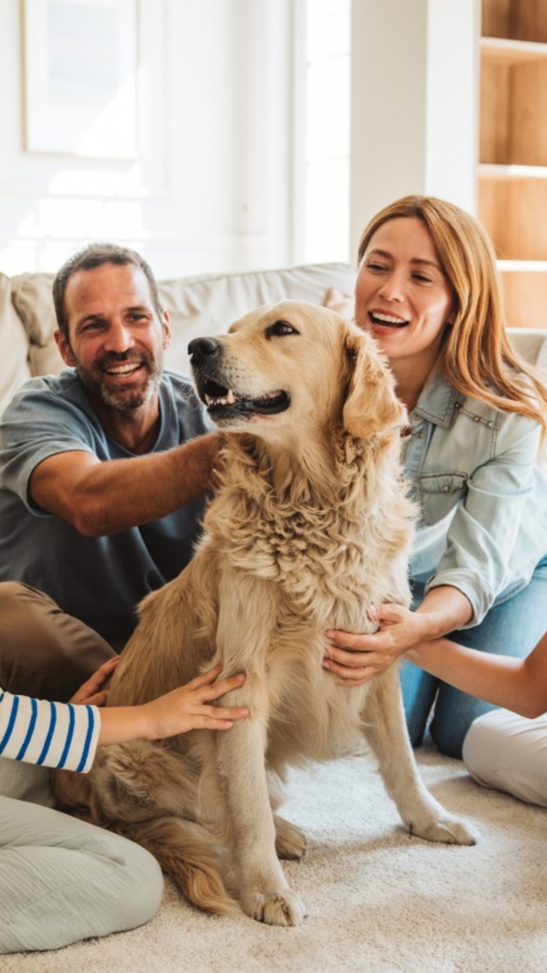 Why golden retrievers make great family dogs