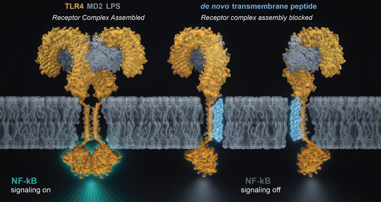 Computer-designed protein targets immune receptor linked to ...