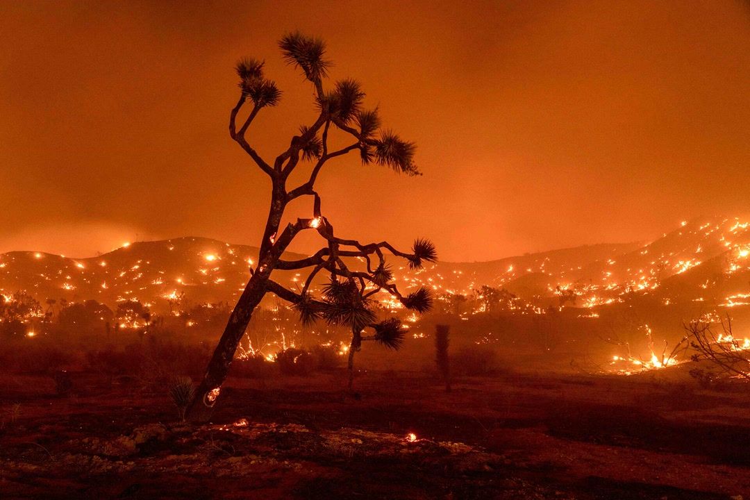 More bad news for California's imperiled Joshua trees
