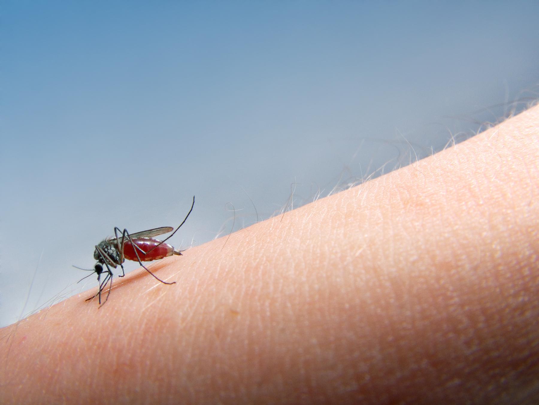 Mosquito warnings in Martin County after West Nile virus is confirmed