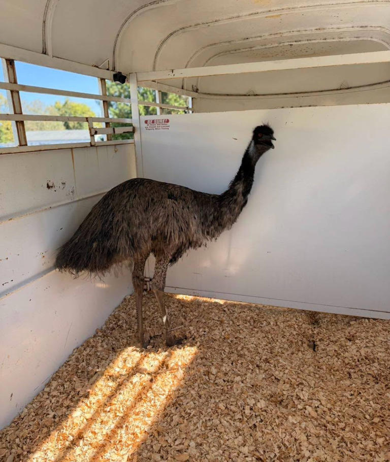 Emu caught after running a-'fowl' of PG Animal Control
