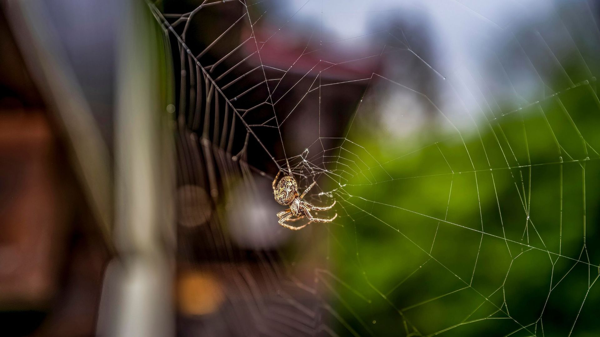 This £2 buy could help keep spiders out this autumn