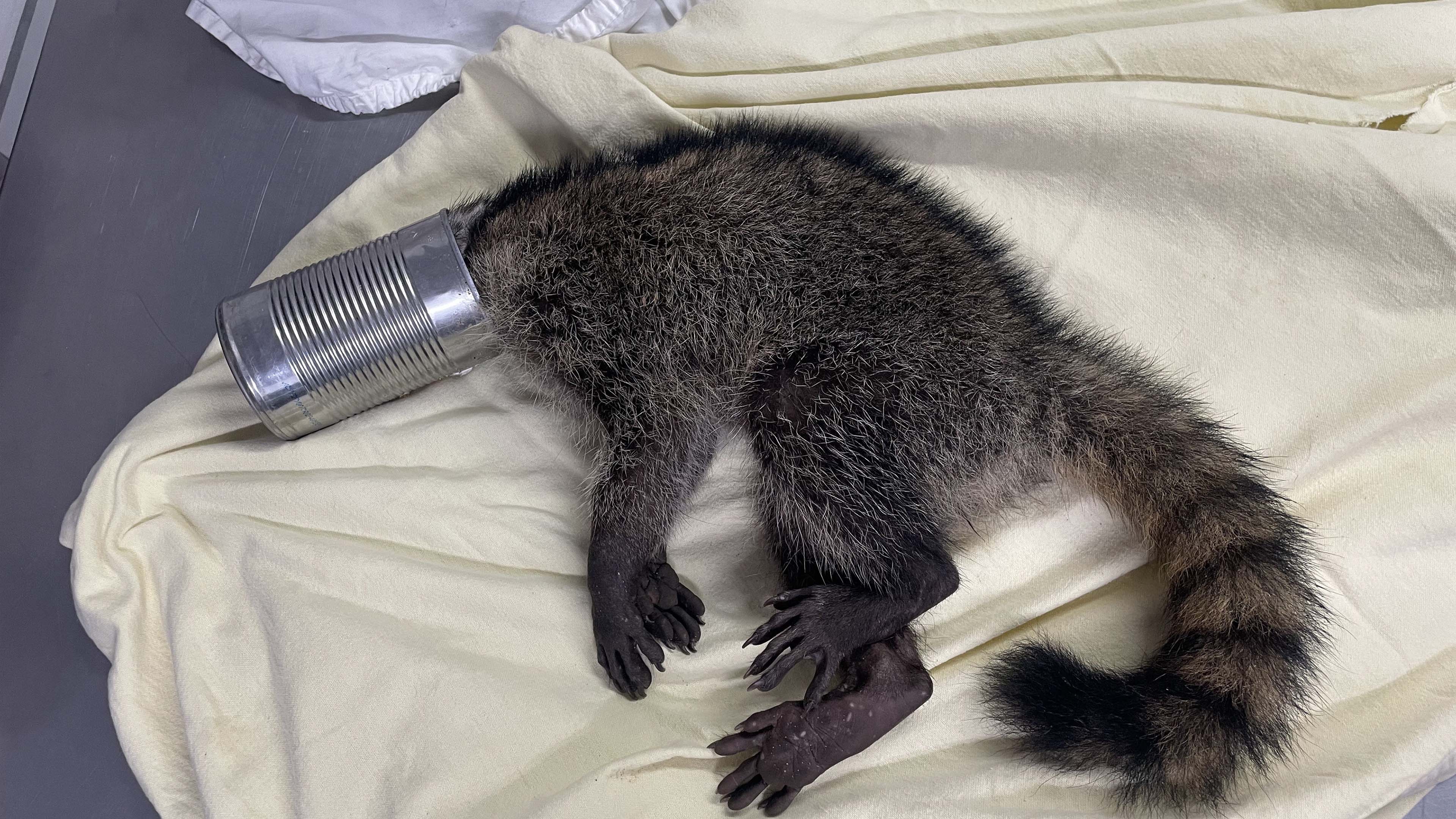 Raccoon freed after rescuers remove tin can from its head