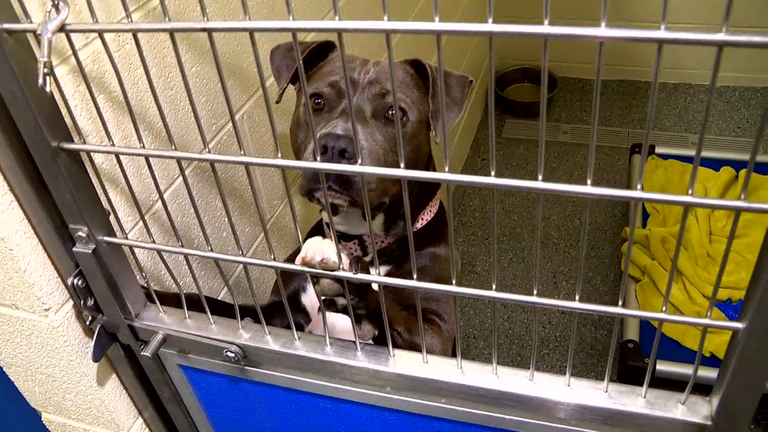 Adoption fees for dogs, cats waived in October at Blue Ridge Humane Society