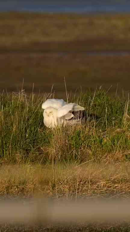 Snowy owl finds shelter after facing strong winds