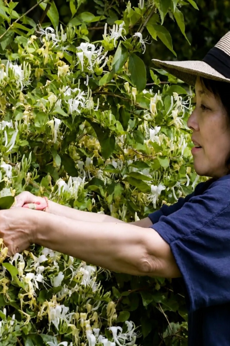 Wild foraging brings backyard weeds to fine dining
