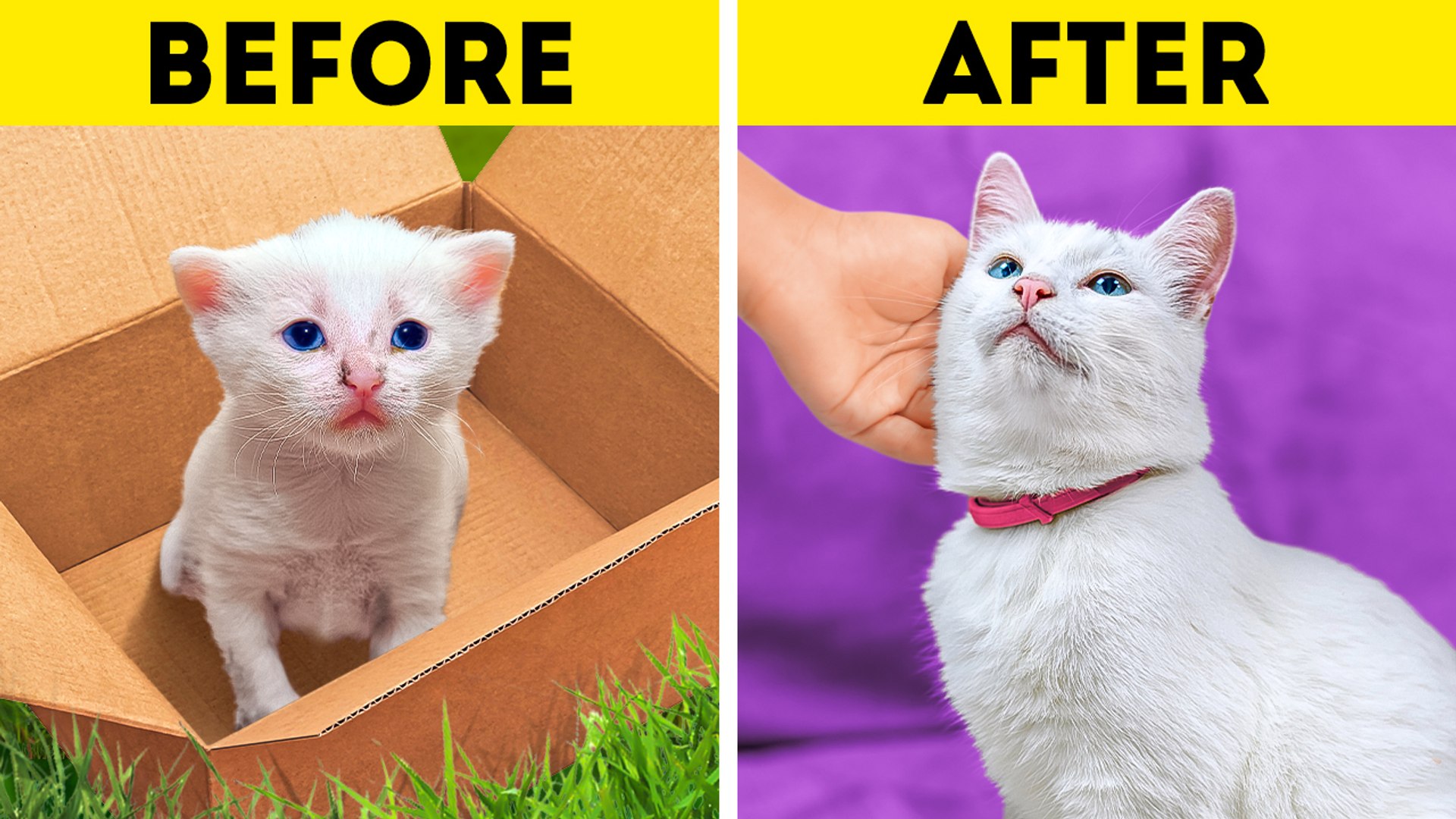 Rescued a stray kitten | Adorable pet hacks and smart gadgets for cats ...