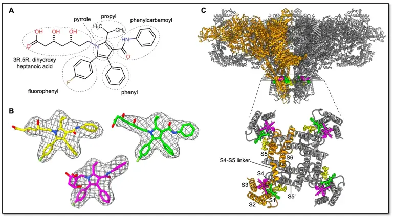 How statins quietly disrupt muscle cells