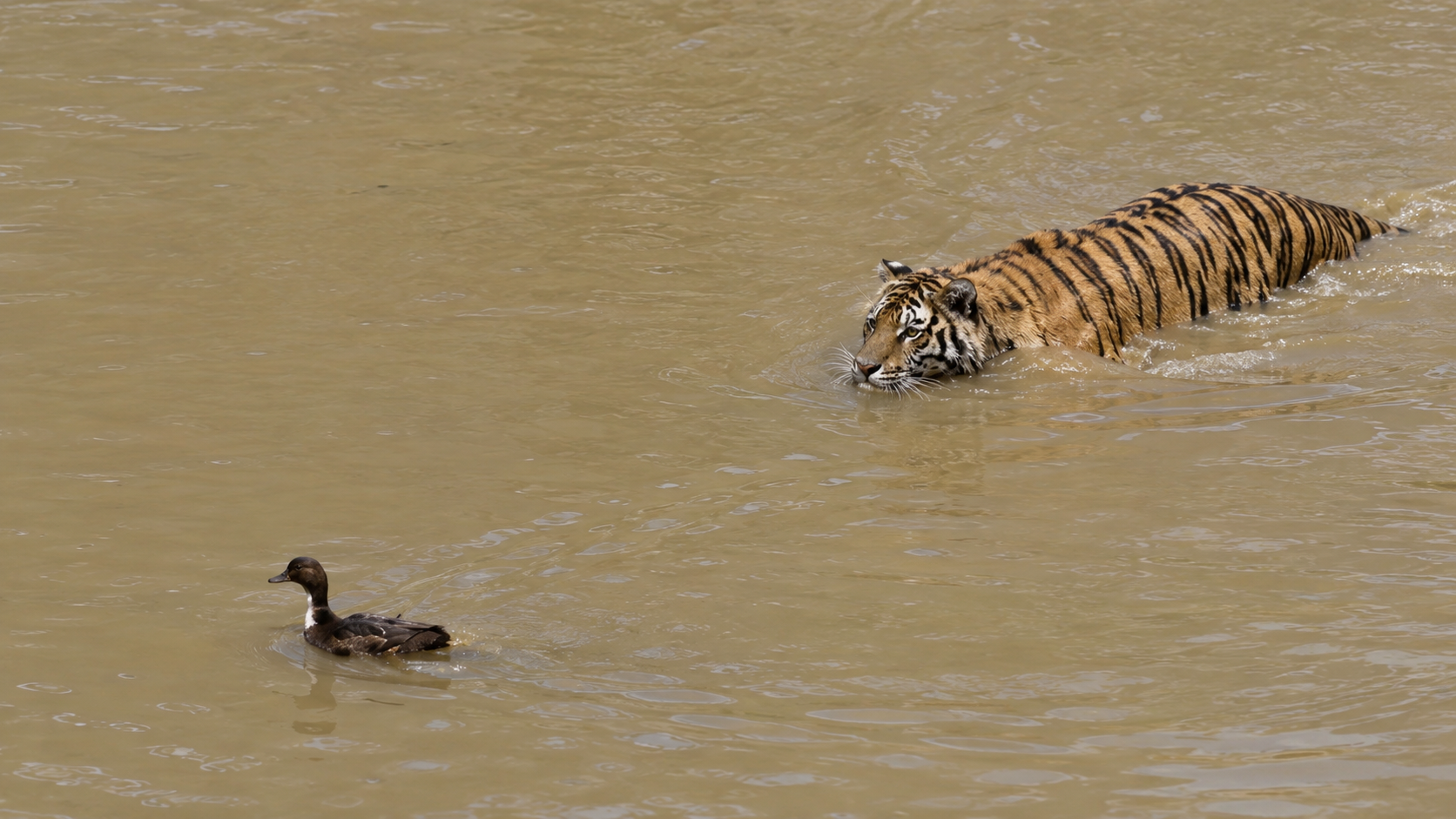 This duck didn’t realize a tiger was behind it until it was too late