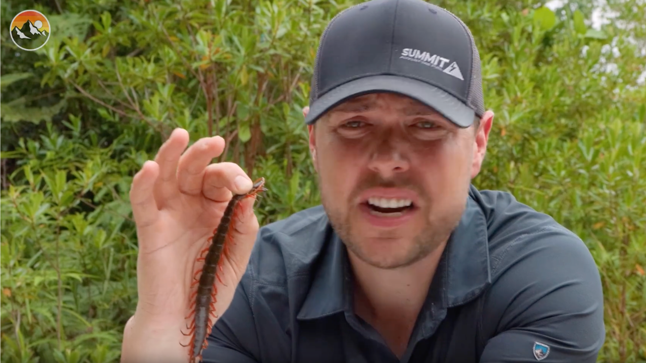 The giant centipede bite that ranks among the worst
