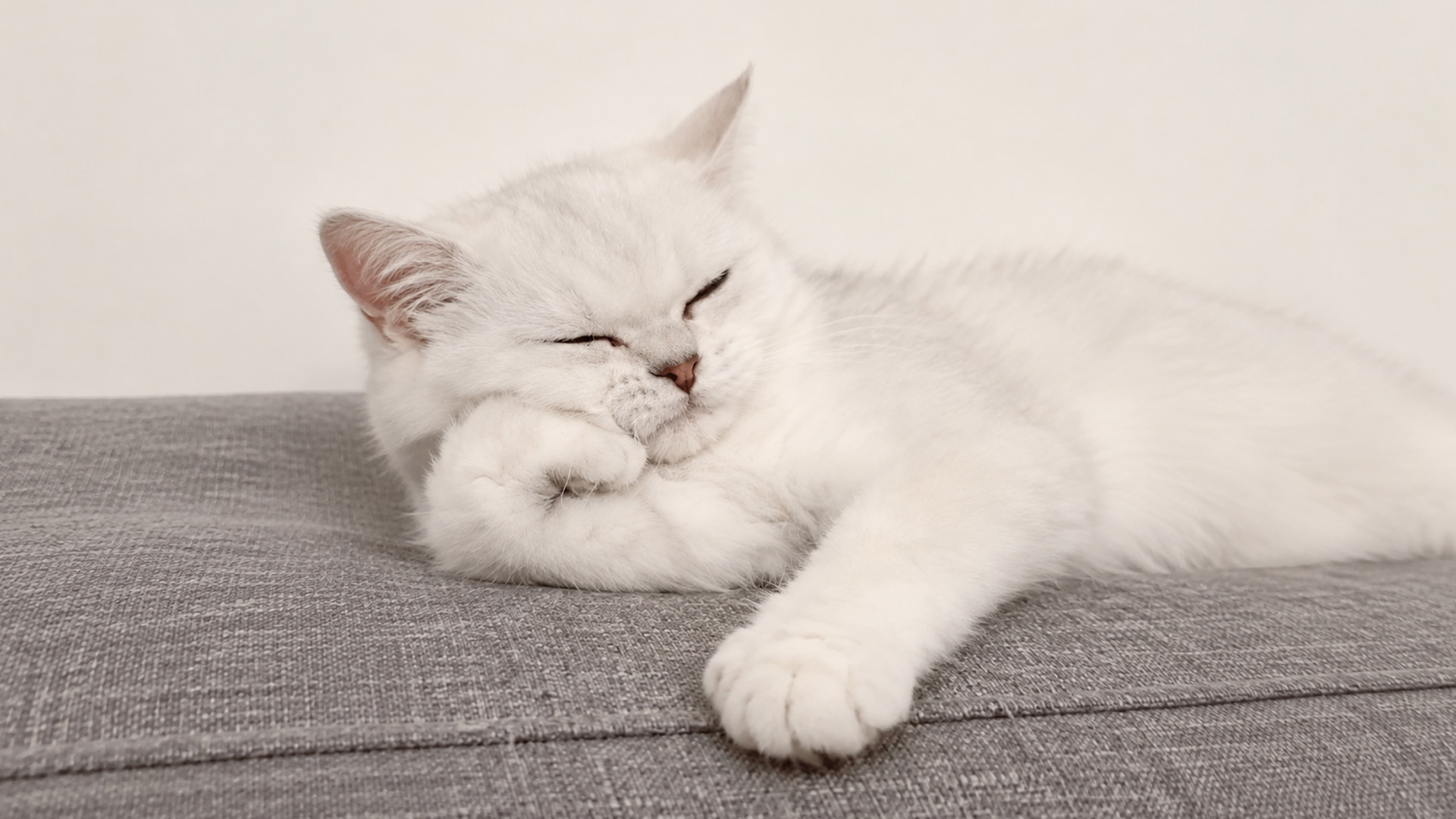 Sleepy white cat looks far too comfortable to be disturbed