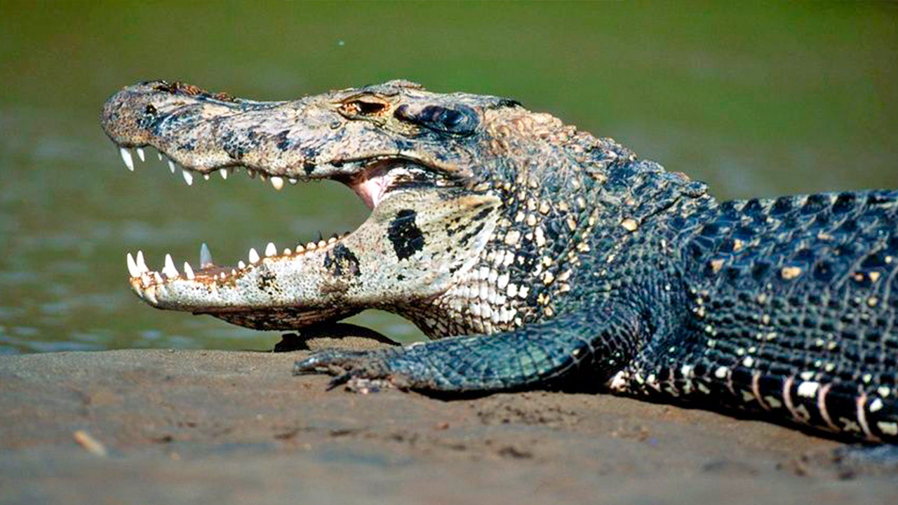 The 7 deadliest animals in the Amazon, ranked