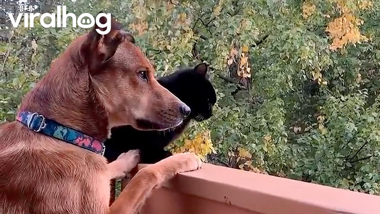 Magpie leaves cat and dog totally confused