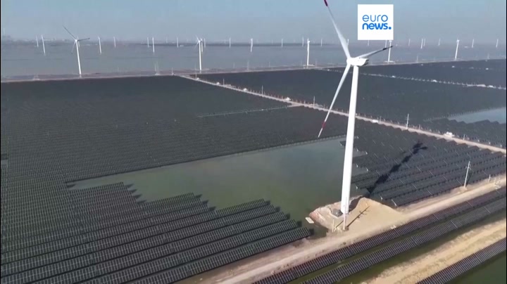 How many birds are killed by offshore wind turbines? Scientists use ...