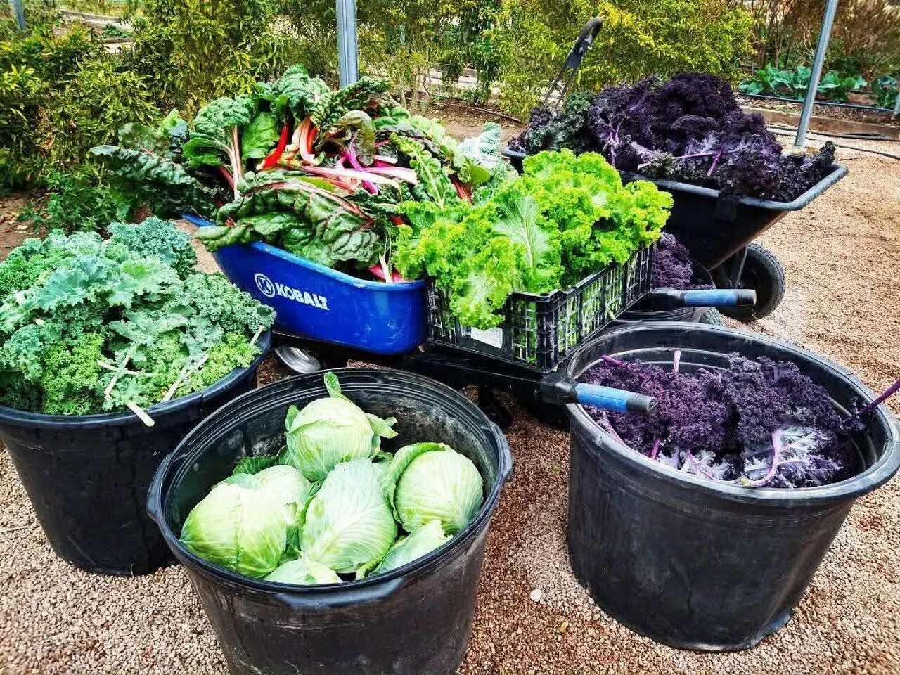 Food Town returning with farm-to-table talk at LCUAS