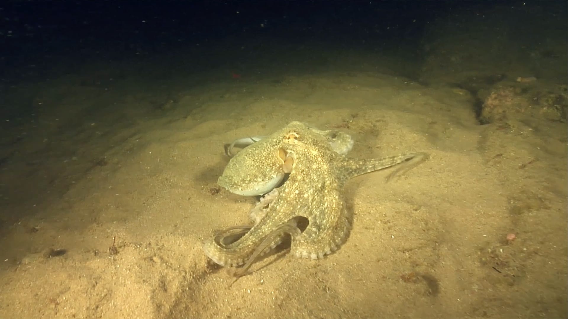 Octopus unleashes reign of terror after dark - sending even venomous ...
