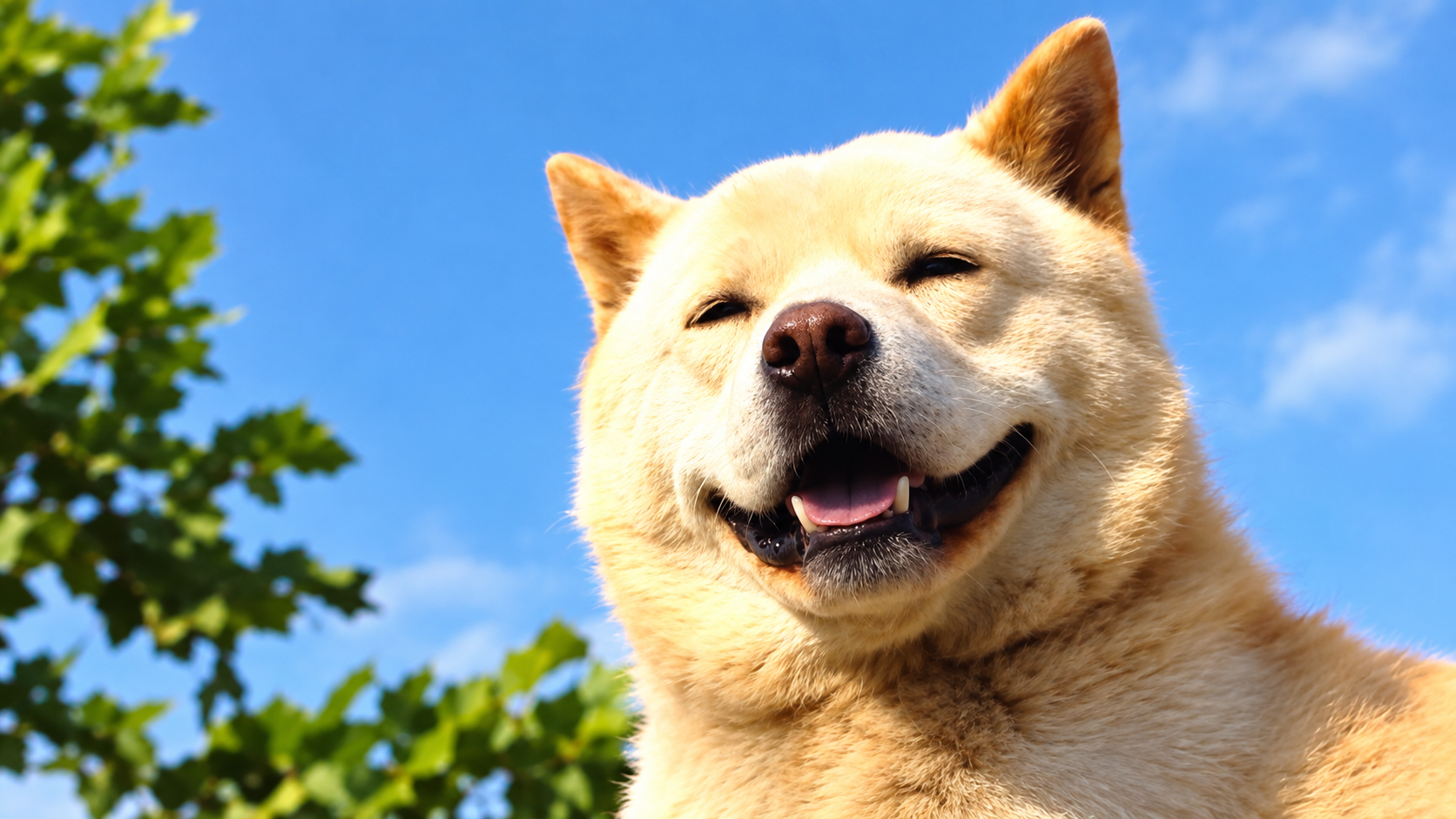 Dog guards one spot on the roof every single day—the reason is ...