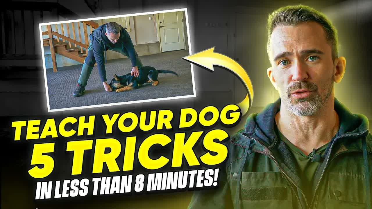 Learn five essential dog commands in under eight minutes
