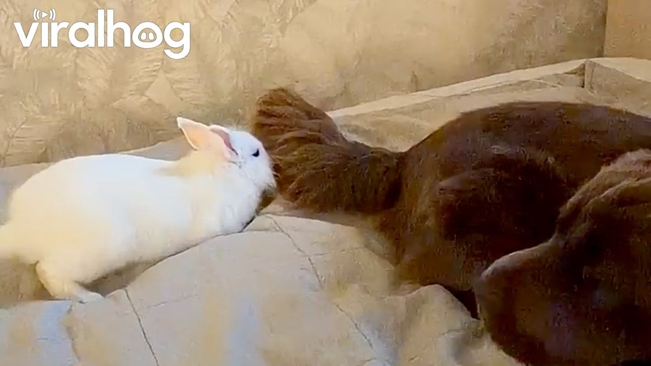 Rabbit discovers dog’s tail makes the perfect toy