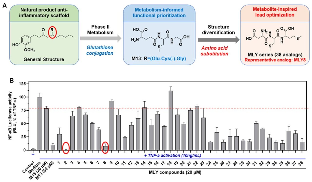 Metabolite-inspired compounds show promise for ulcerative colitis drug ...