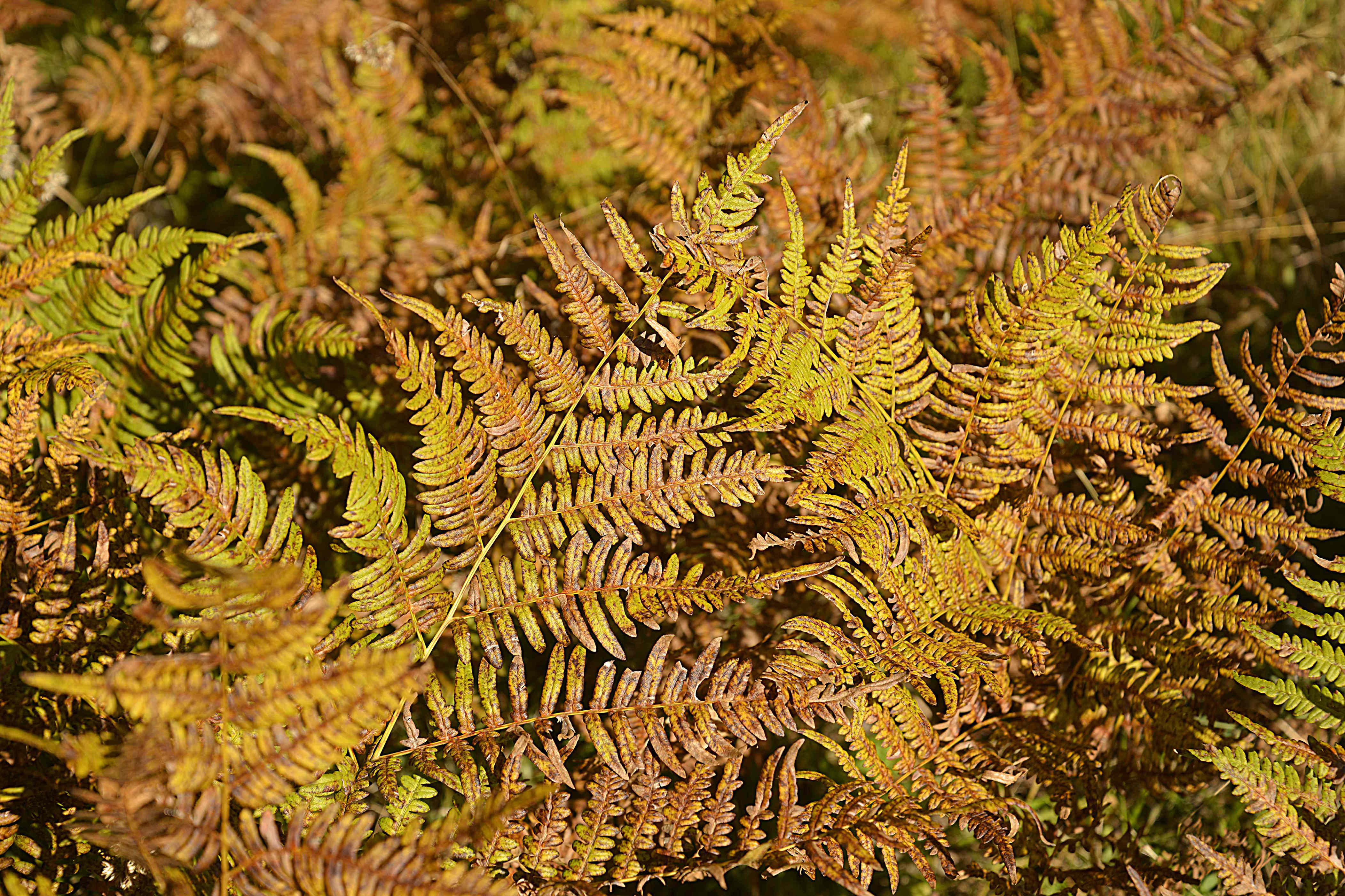 Should you cut ferns back in fall or wait until spring?
