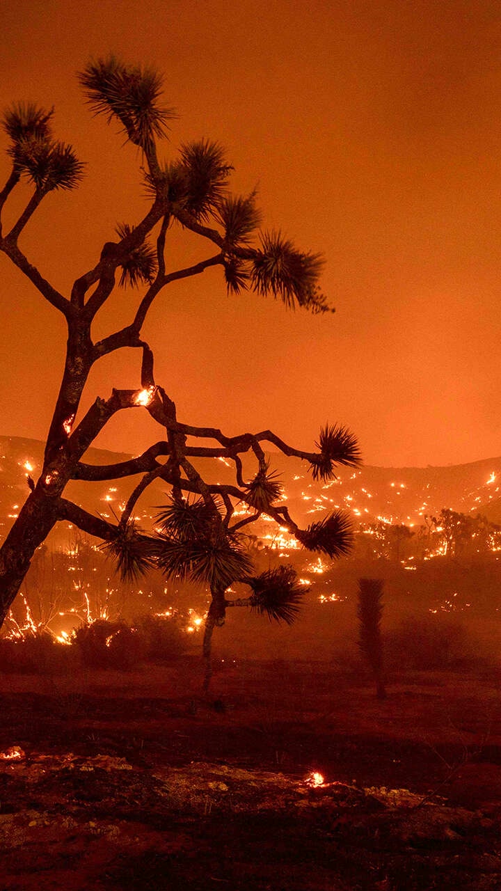 More bad news for California's imperiled Joshua trees