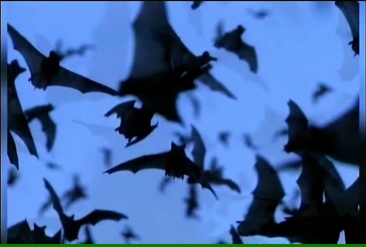 Bat found on U of I campus tests positive for rabies