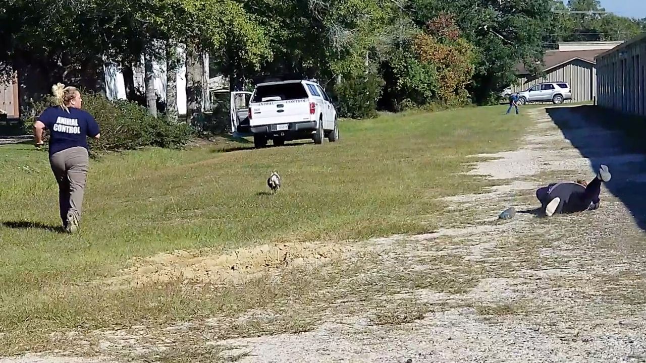 Pig evades animal control sending officer face first into dirt | Wild-ish