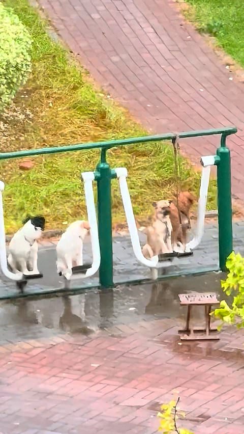 Elderly man pushes four dogs on park fitness machine in China