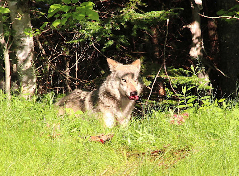 Tribe upset by lack of consultation in killing of Wisconsin wolves