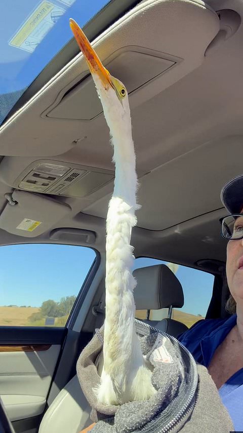 Driver rescues egret with broken wing