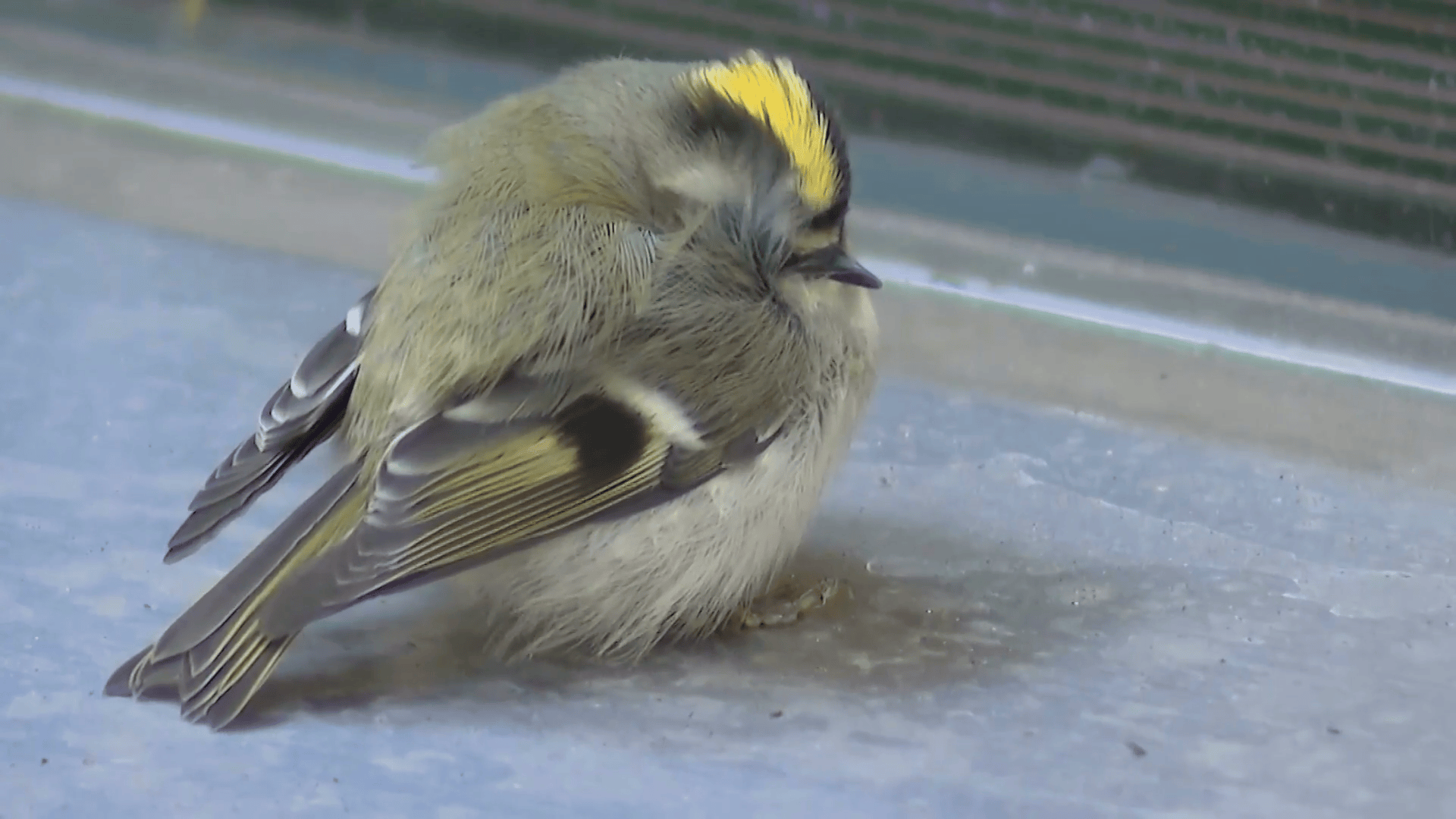 Chicago volunteers rush to help birds injured during fall migration