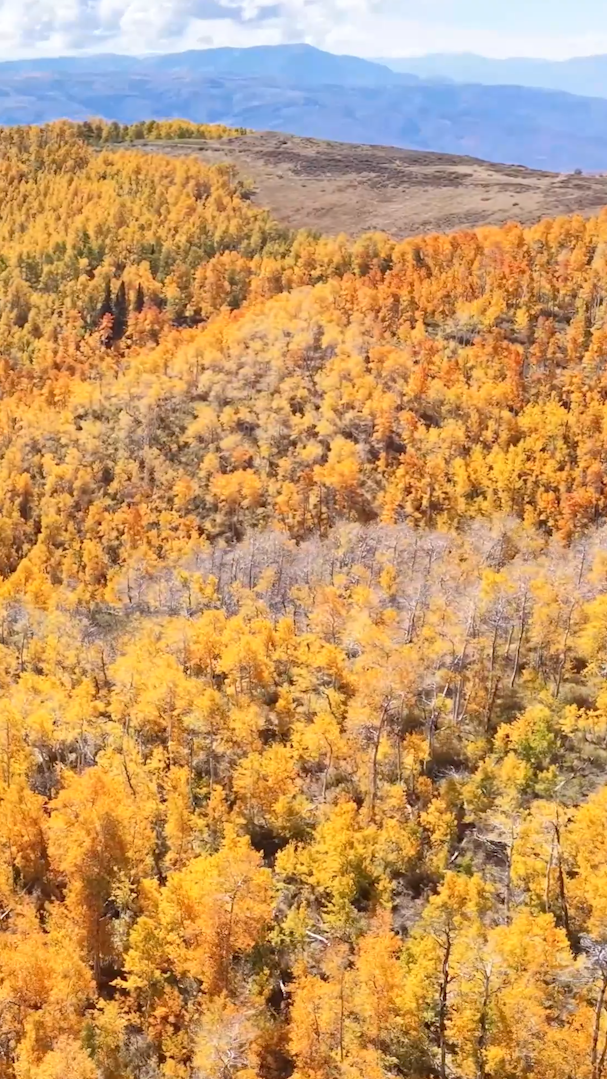 Golden leaves, fall foliage change forests across the United States