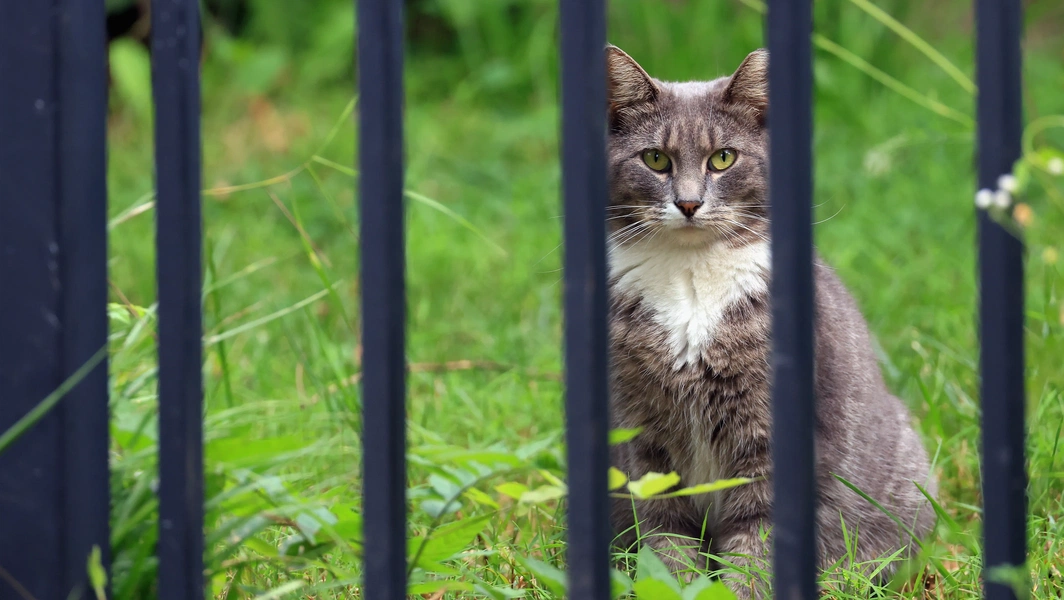 Understanding stray and feral cats in your neighborhood