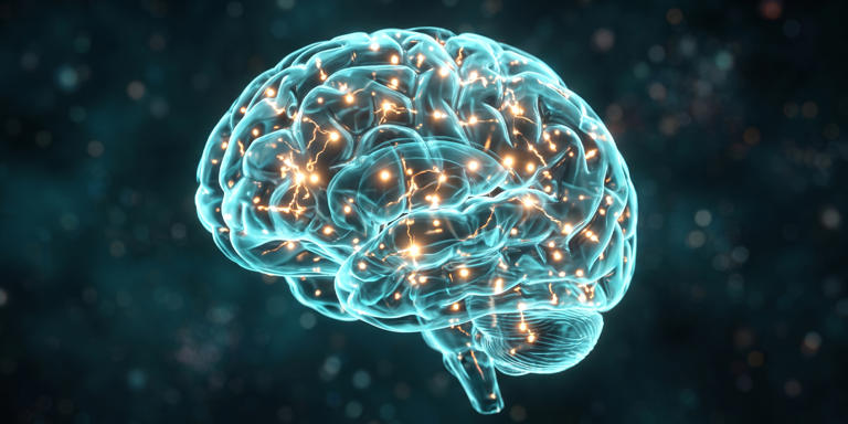 Scientists reveal the brain’s hidden role in building exercise endurance
