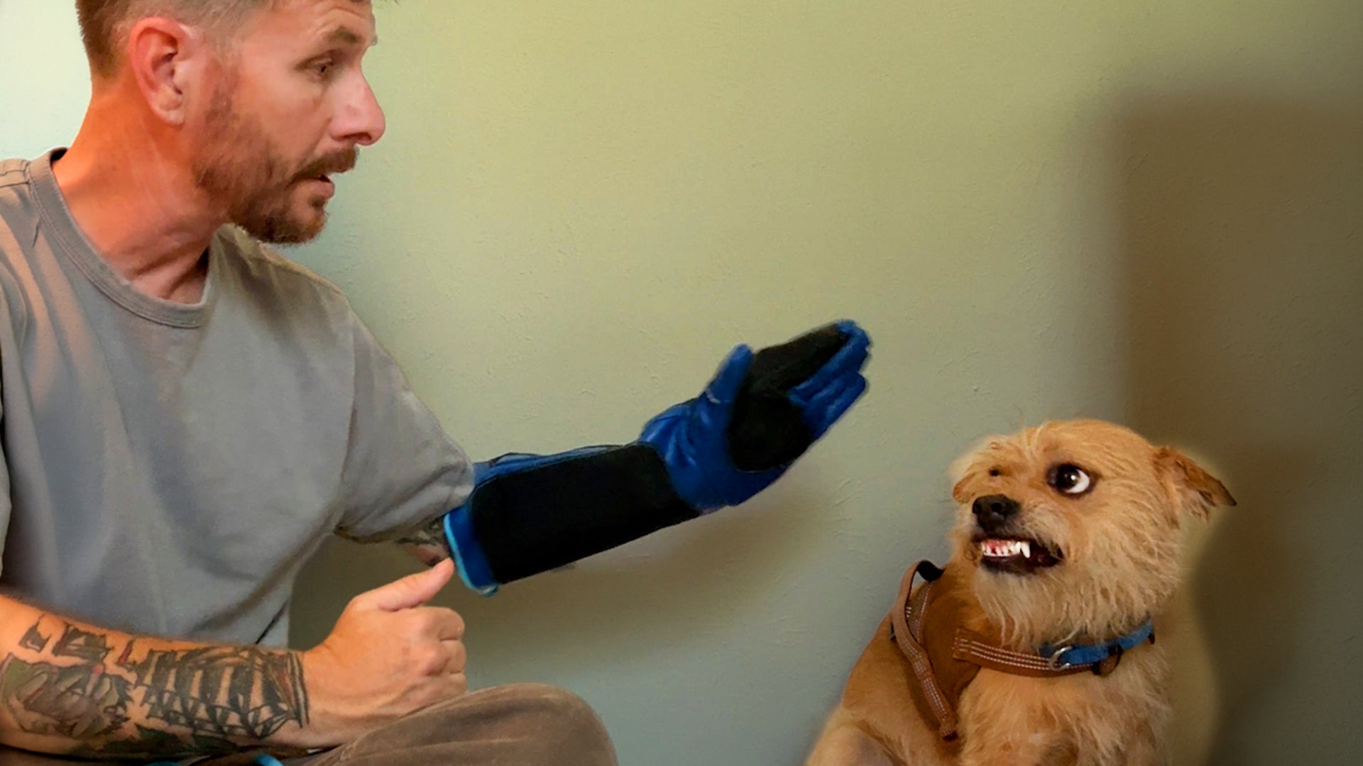 Trainer spends a year just trying to put a leash on this dog